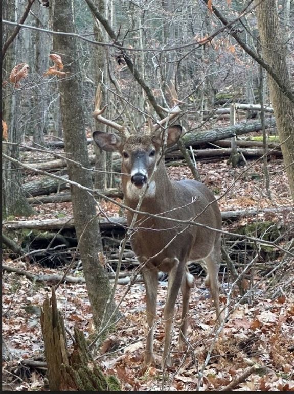 Big Buck