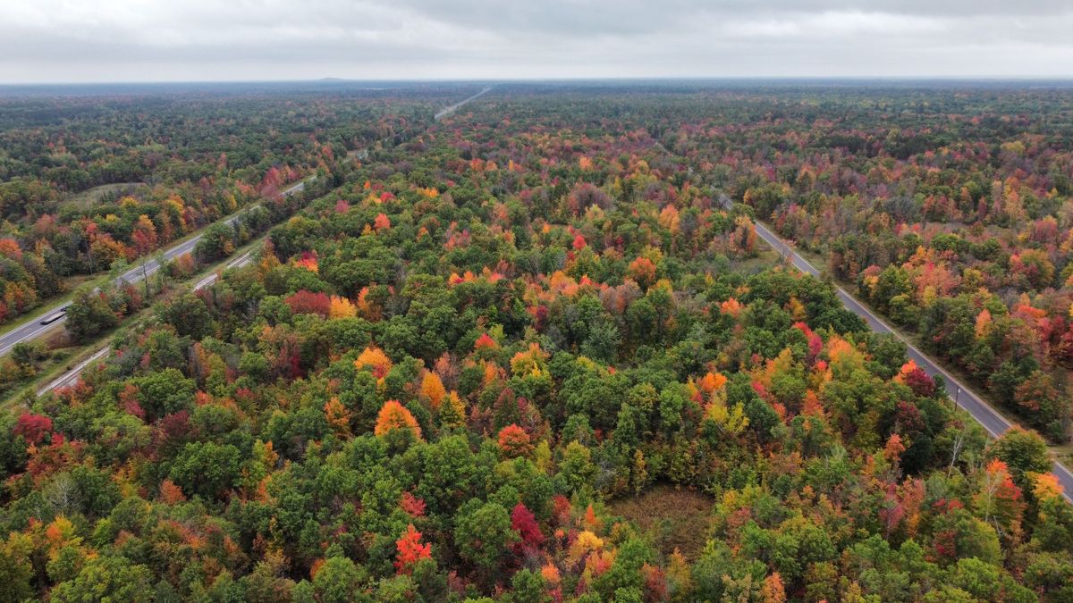 Hunting Land Adjacent To The Necedah Wildlife Refuge Whitetail Properties