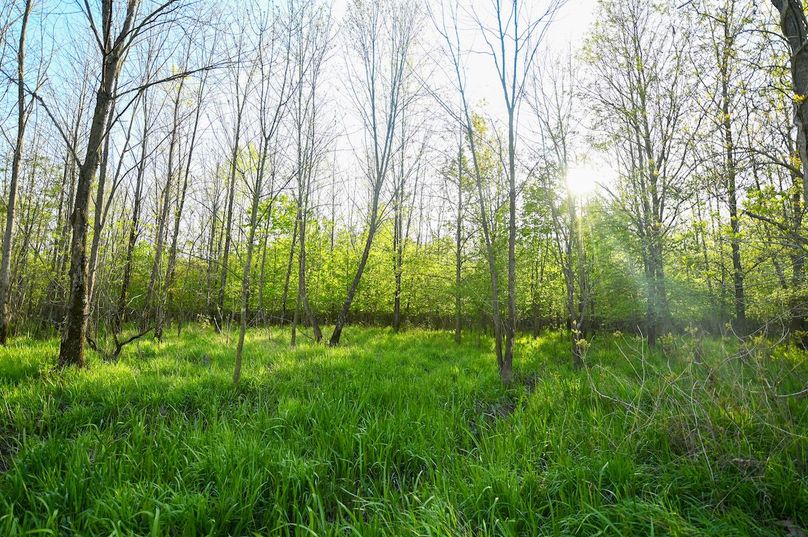 vandalia 450 (2)-3012