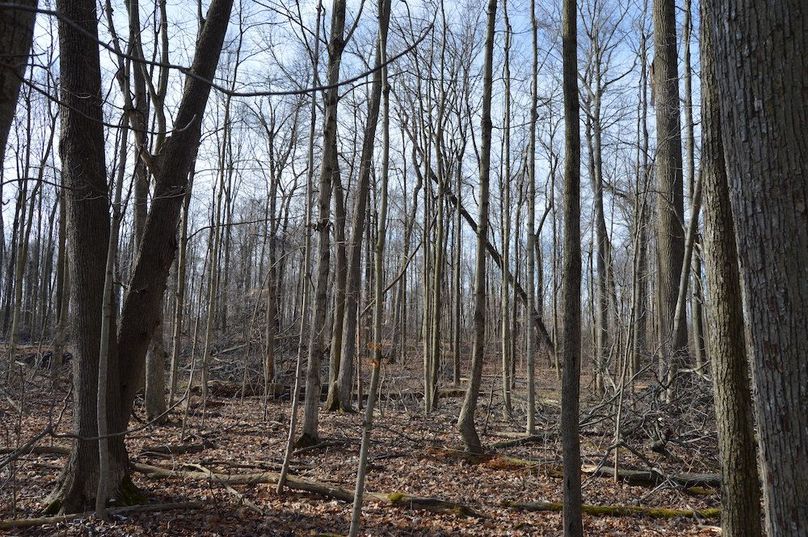 view looking south in woods