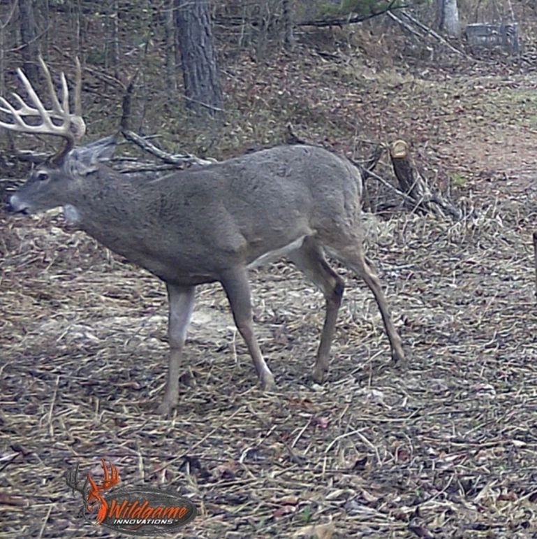 03 daylighting as he searches for a late season doe