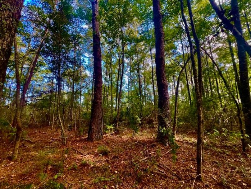 165CCD9D-A0F6-442A-B1F7-BBCEDE354F4C_1_105_c