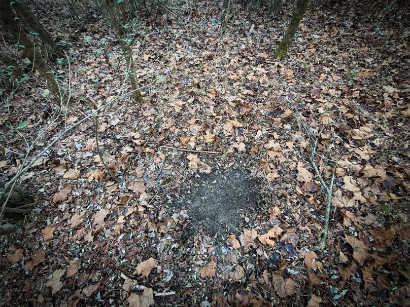 016 fresh scrape in the creek bottom-2