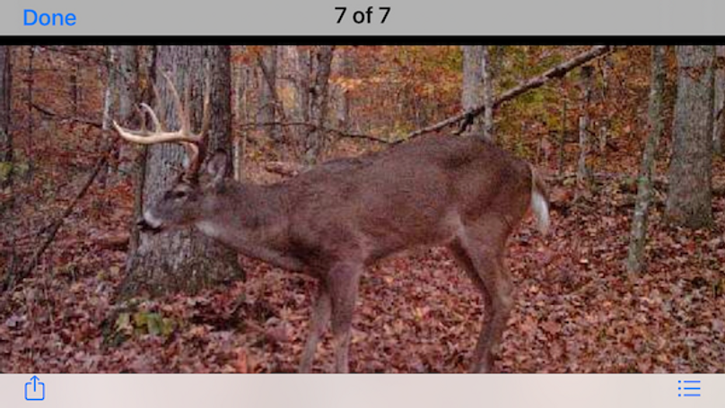 trailcam6