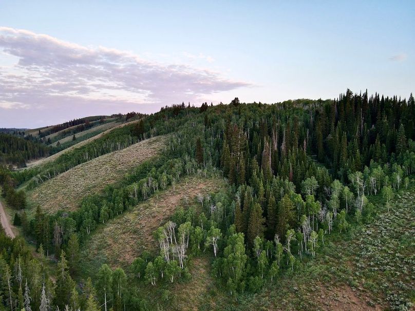 dji_fly_20240717_061750_511_1721218695137_photo 2