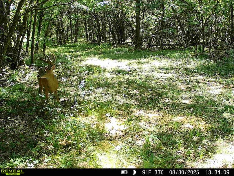 Clay 374.13 Trail Cam Photo-5