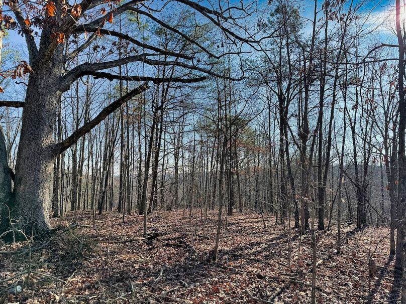 013 beautiful timber ridges