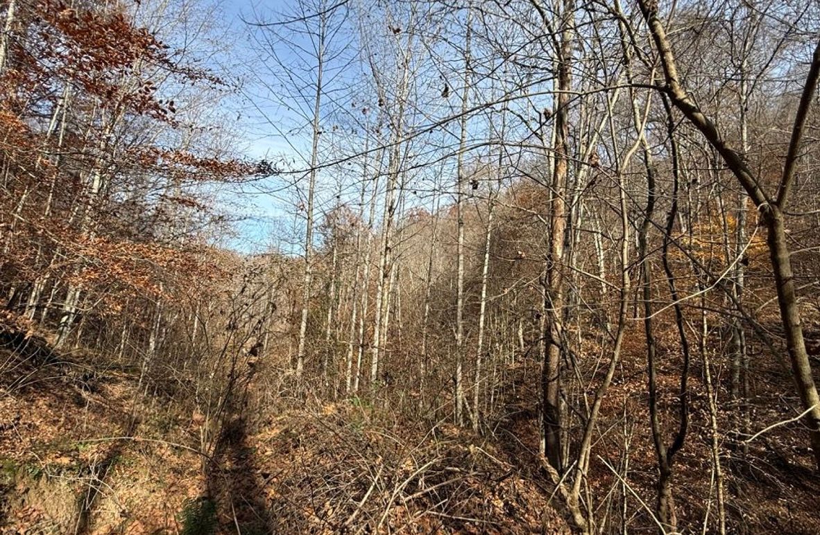 001 From the Mouth of Hollow Facing the Head