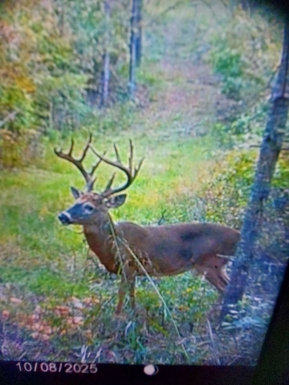 trail cam 2