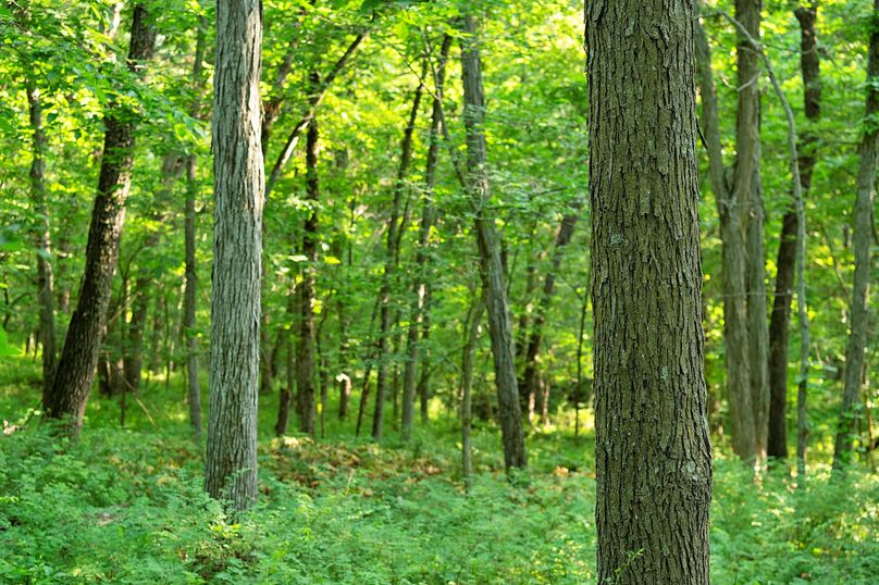 Harrison MO 480 Pro Photo_177 (6)