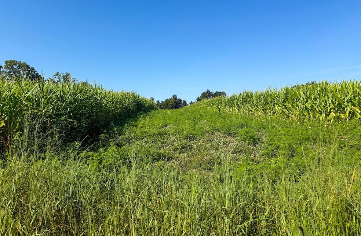 Lewis 90 Wengert new pic-04