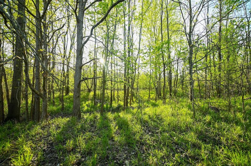 vandalia 450 (2)-2991