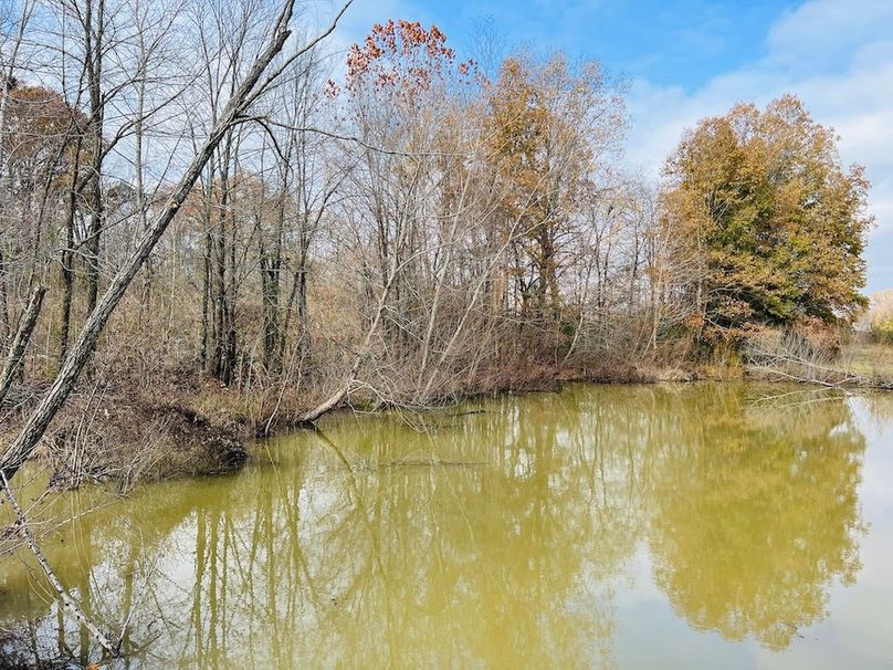 beaver pond