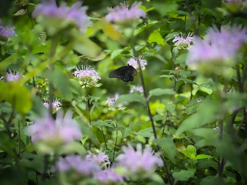 006 butterfly on a nice summer day