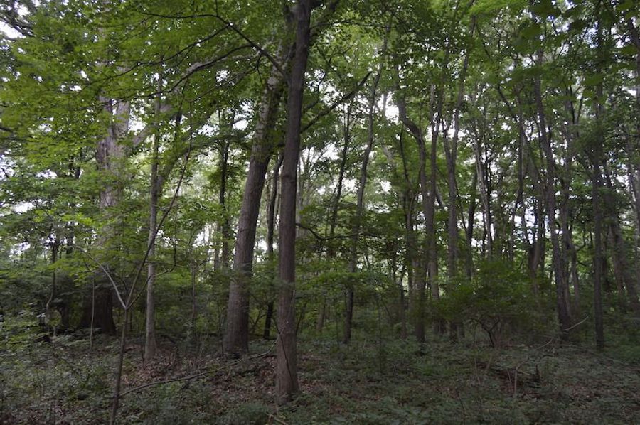 West property line