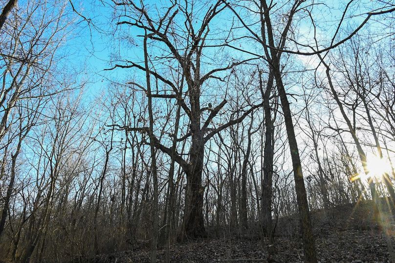 vandalia 450 (2)-2210