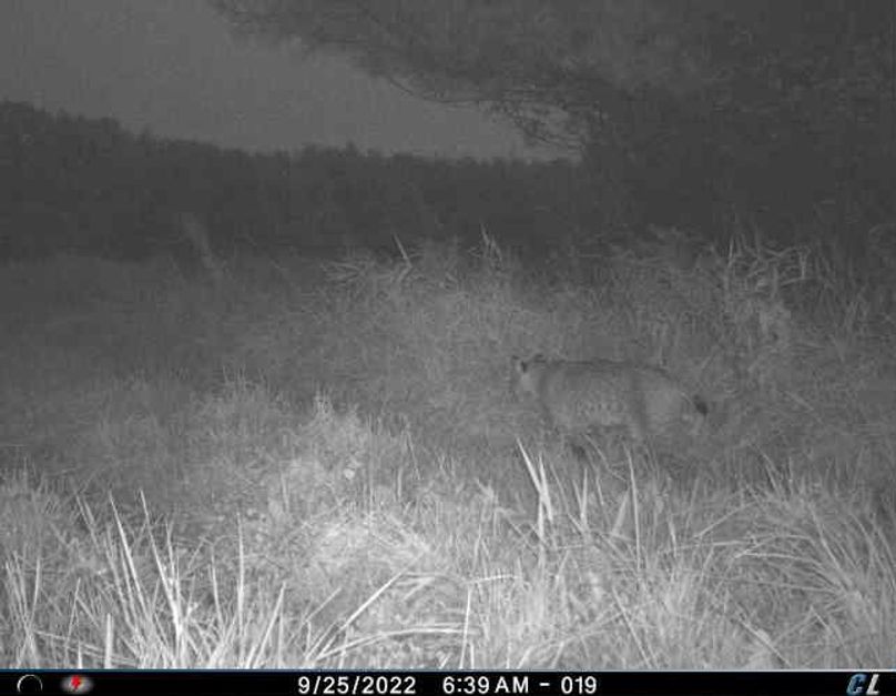 September 2022 Bobcat