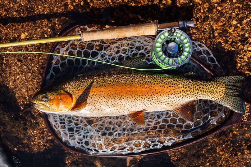 Park Co 3.0 Land Buff LLC - 024 S Platte Rainbow Trout