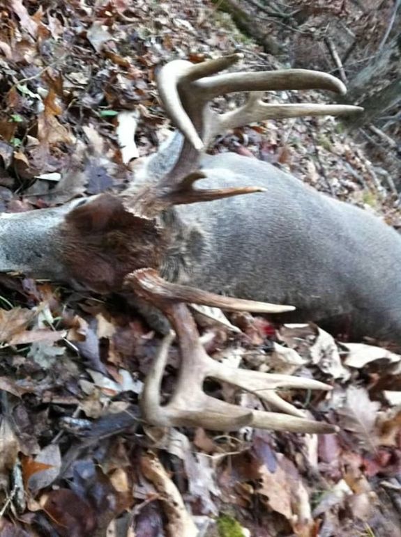 buck on ground