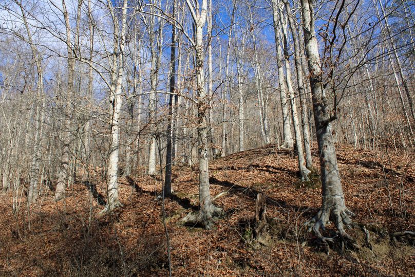 008 great mix of timber