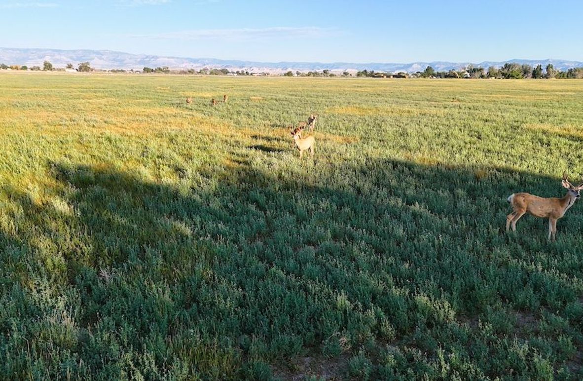 DJI_20240810073738_0206_D