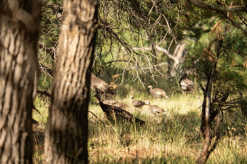 Cibola NM 13,053-7197