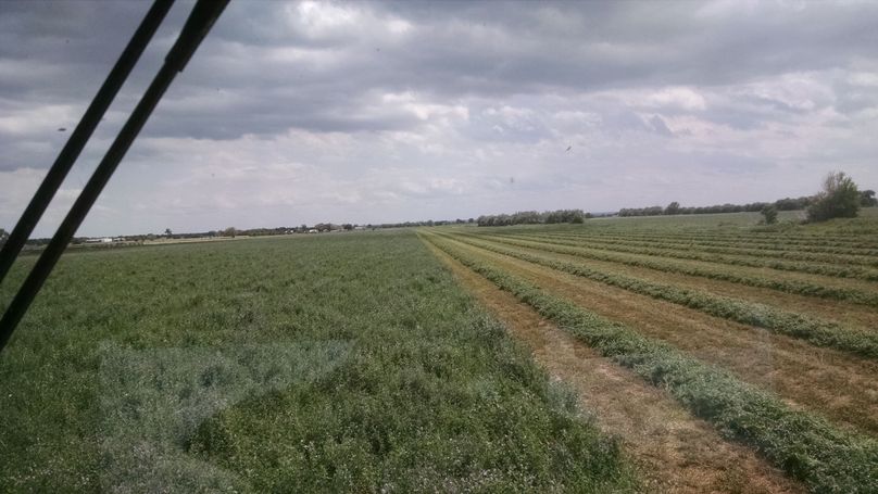 Cutting Alfalfa