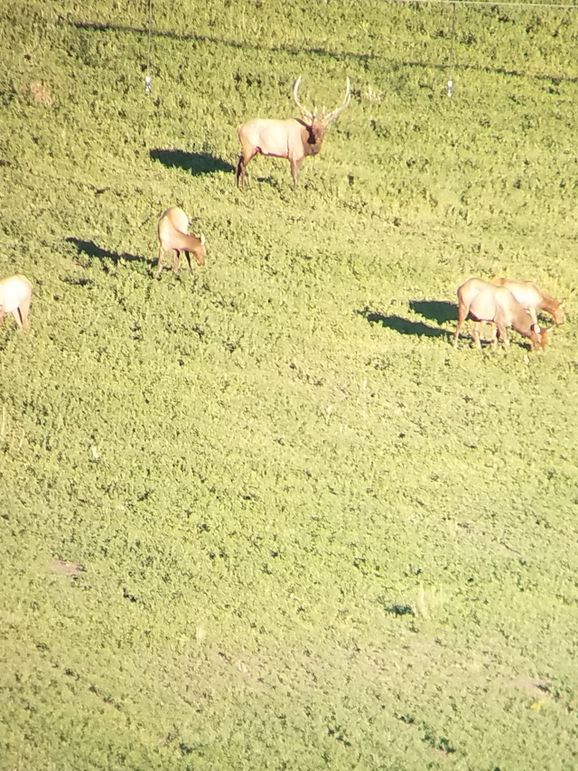 Elk eating alfalfa 2