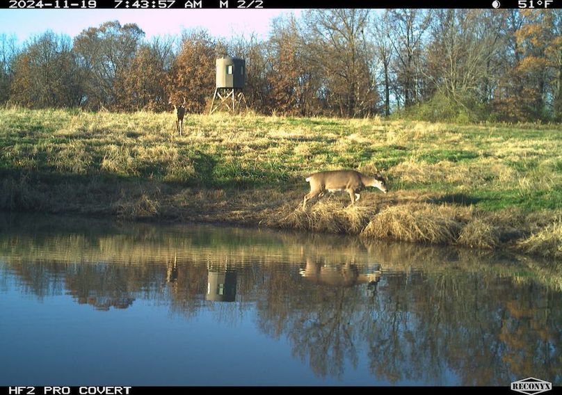 Copy of deer photos.192