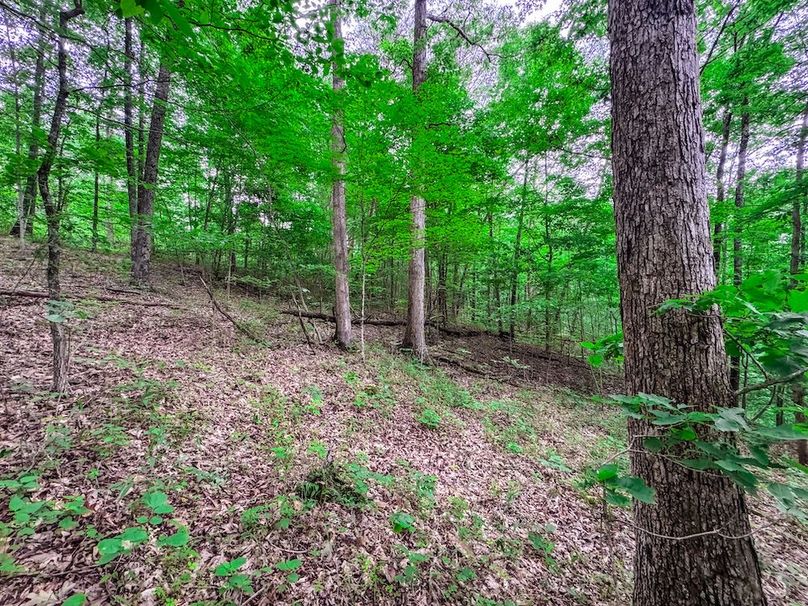 Tyler, WV 313.87 AC -19