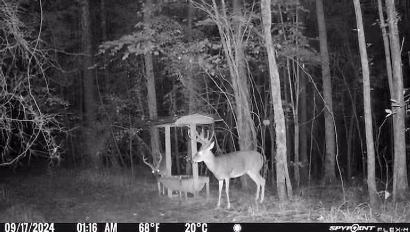Tallahatchie 847 Trail Cam (JPG)-14