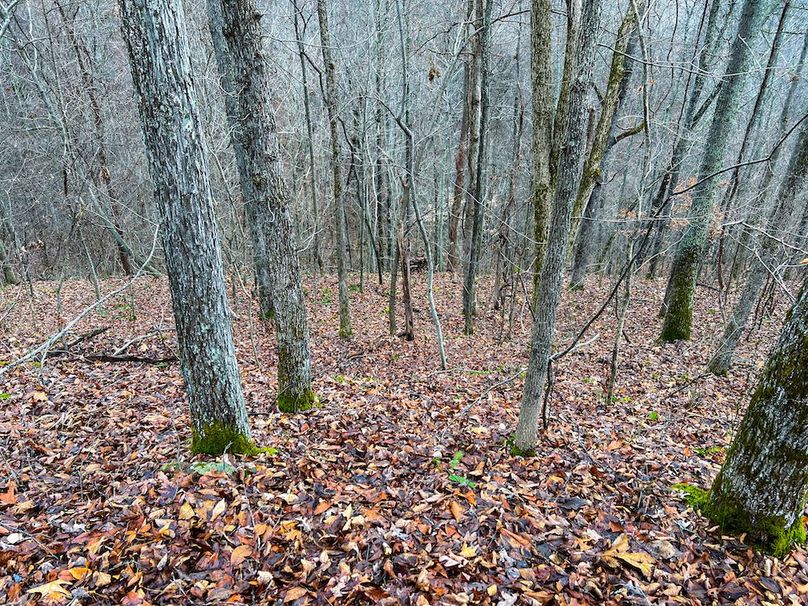 Calhoun, WV 225.69 AC Duffield-57