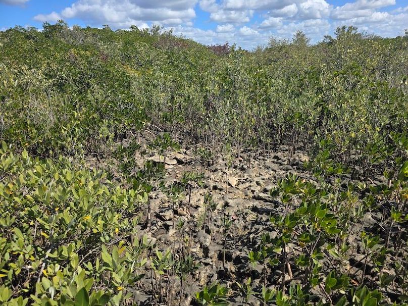 17.17ac, Citrus, Josiah Ronco40