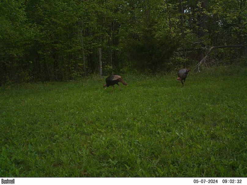 2 Gobblers