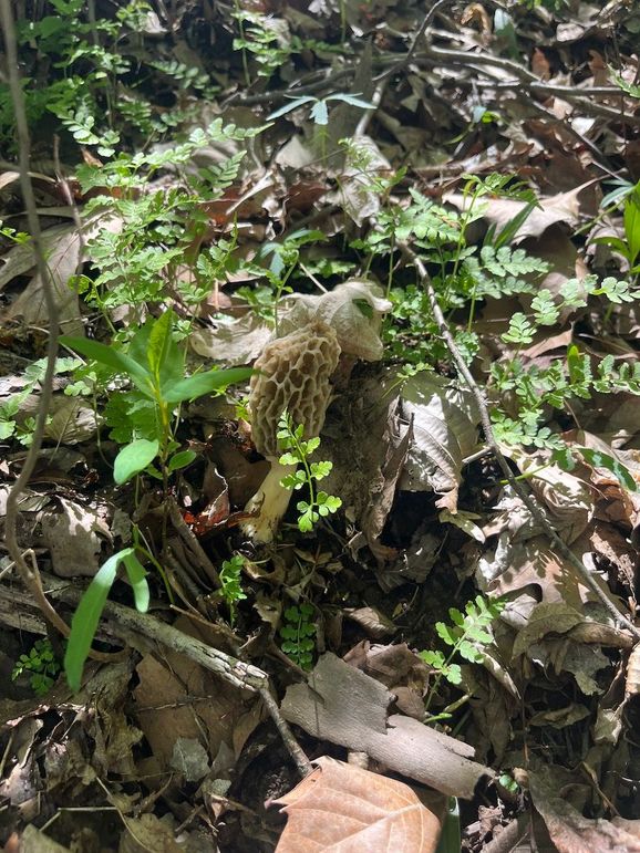 MOREL1