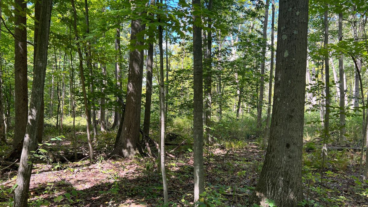 Small Wooded Parcel Near Conneaut Lake & Pymatuning Whitetail Properties
