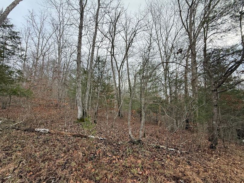 006 edge effect from mature timber to old field growth