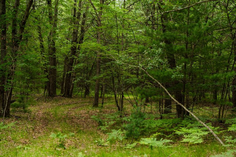 Ogemaw MI 475 Featured Pro Photo-742240