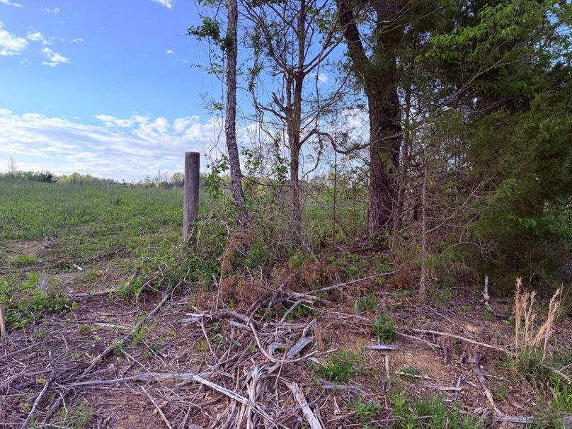 018 Remnants of fencing provide a great starting point for restoring pasture boundaries or livestock setup-2