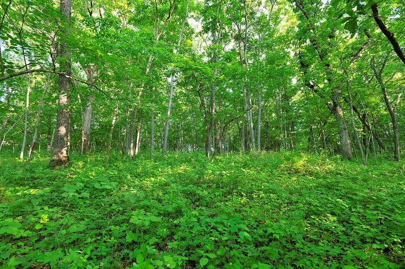 Harrison MO 480 Pro Photo_177 (16)