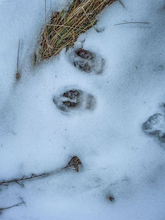 Adams 10.06 Johnson-18