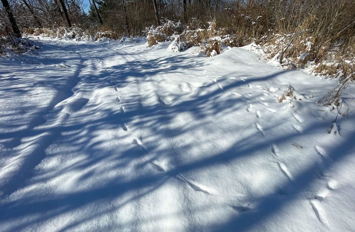 Juneau 105 Cantic -05