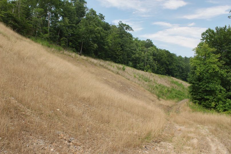 003 recently planted reclamation area near the northwest boundary