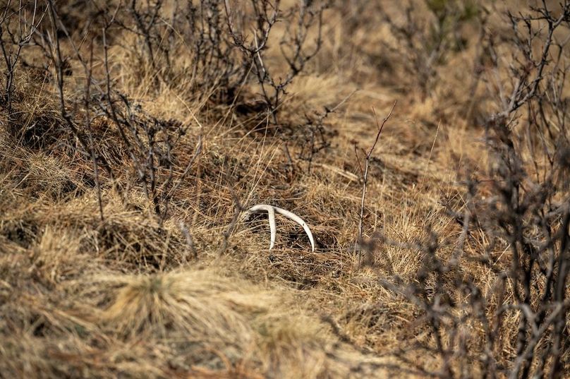 064 - Mule Deer Shed