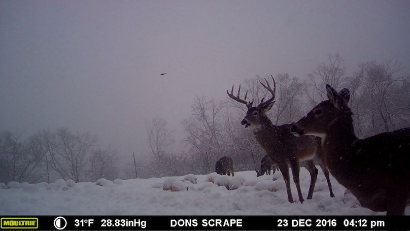 Deer Cam Pic 873