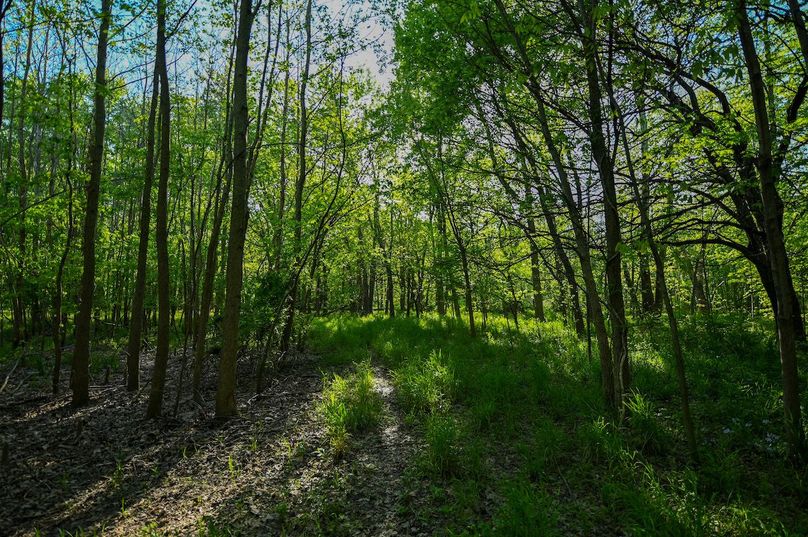 vandalia 450 (2)-3034