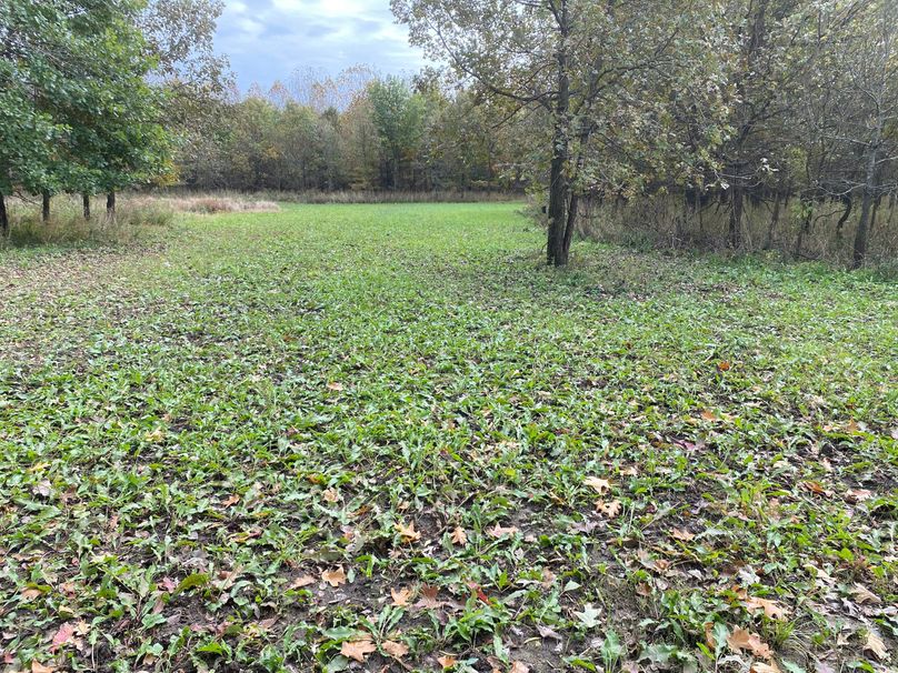 pics from late 2021 and early 2022. New plots being planted in Aug 2023 for new pics (46)