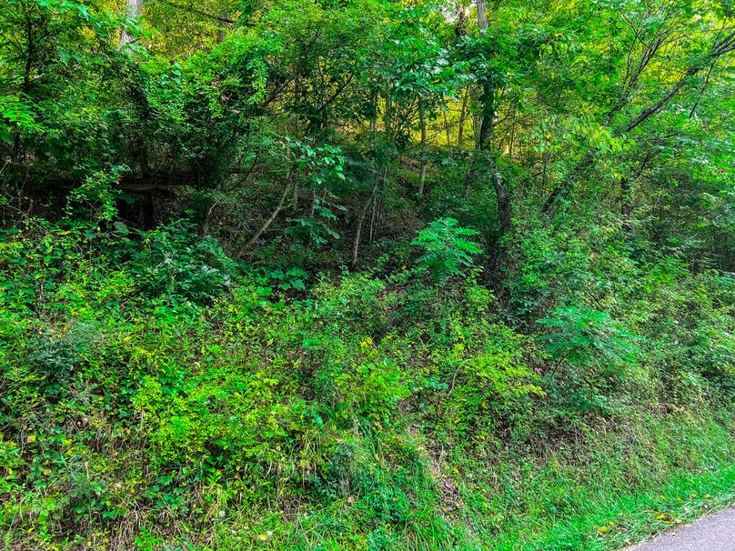 Calhoun, WV 101.8 AC Holly -36