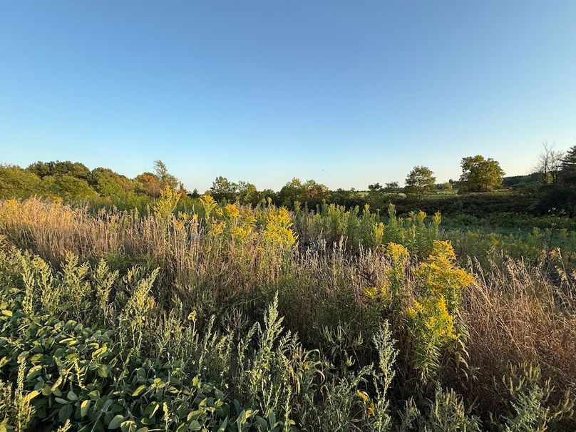 Copy of Wood Tract 3 Photo 8