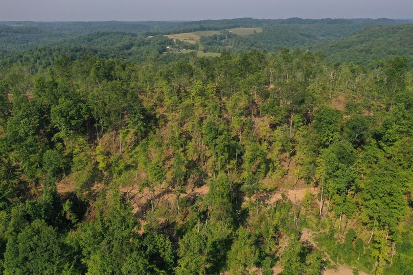 022 open forested area that was timbered in phase 2, showing outstanding lush growth